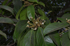 Symplocos cochinchinensis subsp. laurina